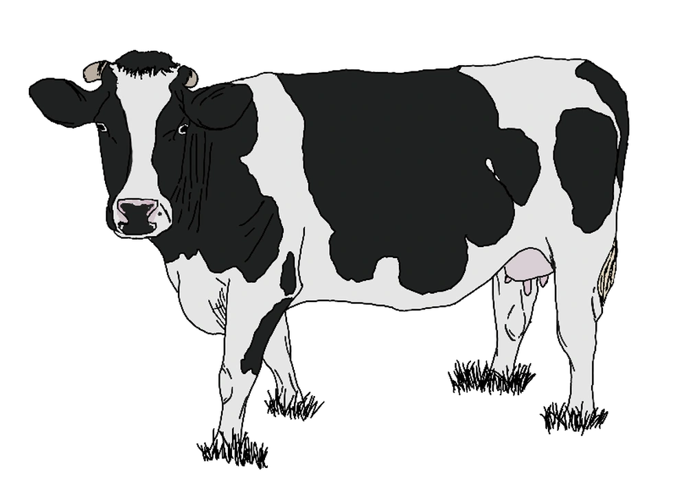 illustration vache