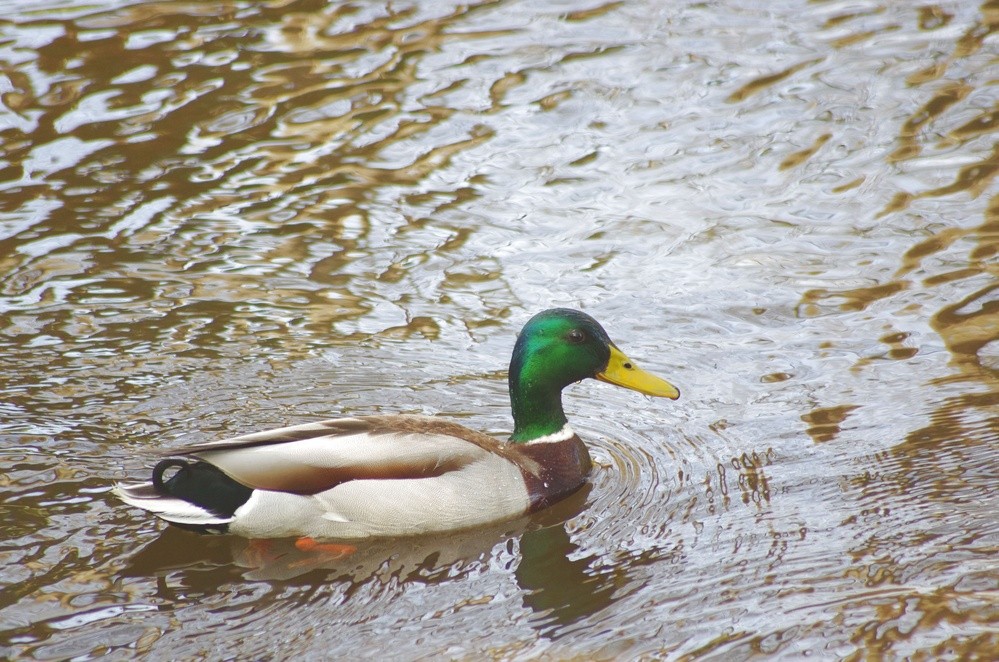 photo canard