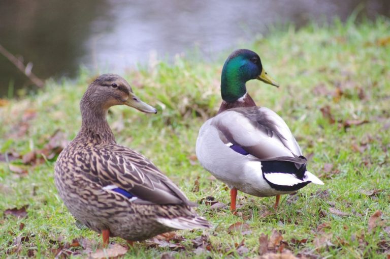 photo couple de canards