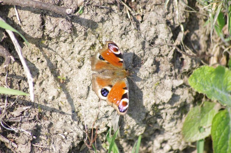 photo papillon paon du jour