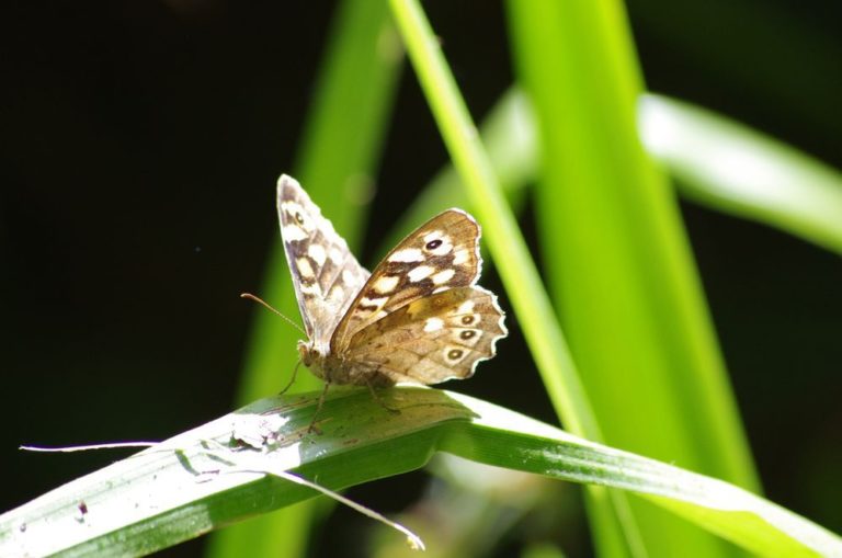 photo papillon tricis