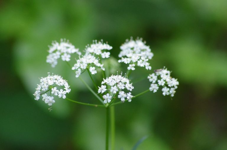 photo plante cerfeuil