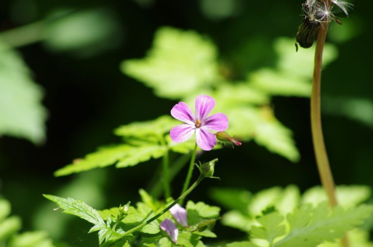 photo plante geranium