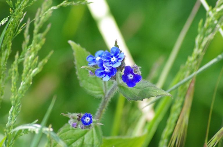 photo plante pentaglottis