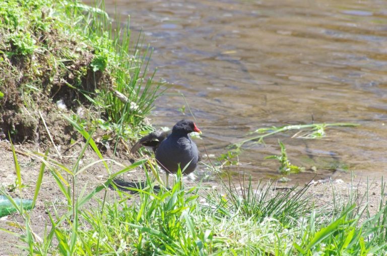 photo poule d eau